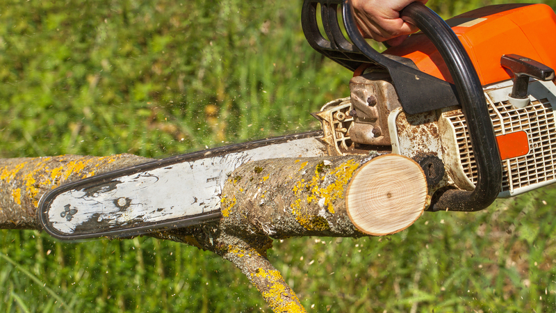 Healthy trees, happier spaces—Your Tree Company in Fresno, CA