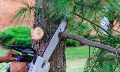 Signs You Might Need to Use an Emergency Tree Service in Decatur