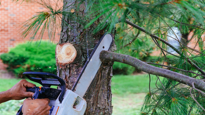 Enhancing Health, Safety, and Curb Appeal: Expert Residential Tree Trimming in Euclid, OH