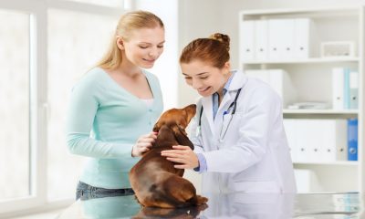 Pet Owner’s Guide to Choosing an Animal Hospital in Rockville