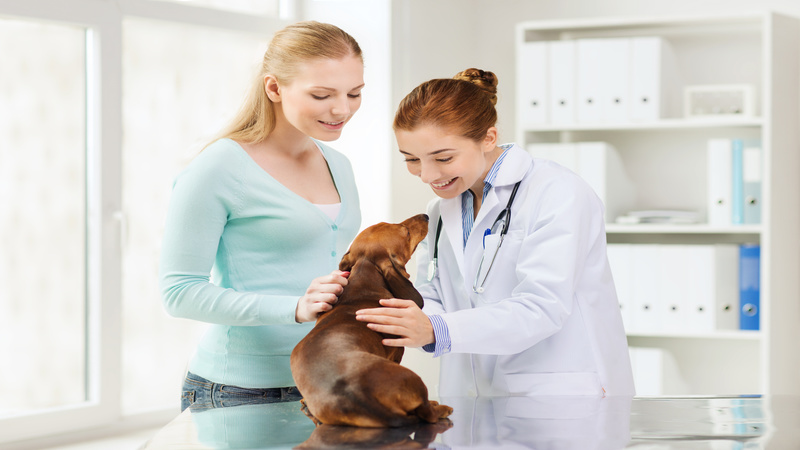 Pet Owner’s Guide to Choosing an Animal Hospital in Rockville