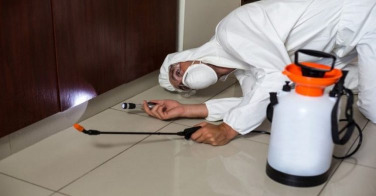 3 Ways to Effective Termite Prevention
