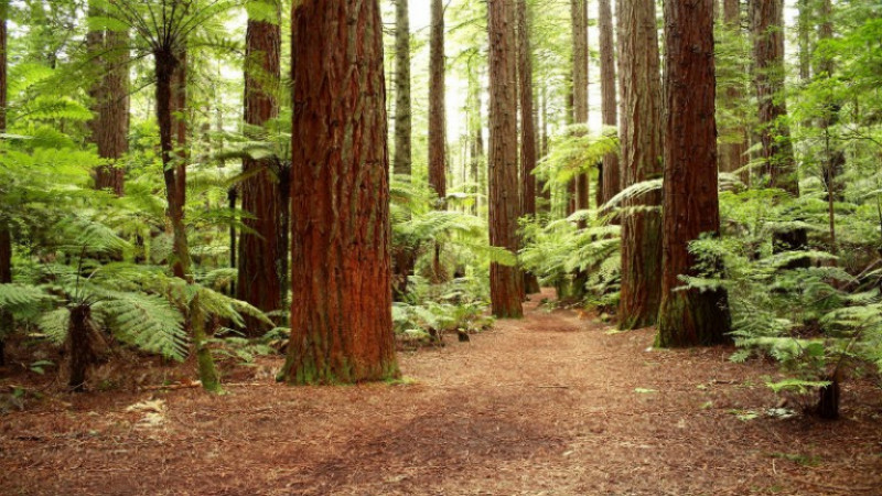 Reasons For Hiring An Arborist in Atlanta GA