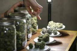 Tips For Preparing For An Appointment With A Medical Marijuana Doctor