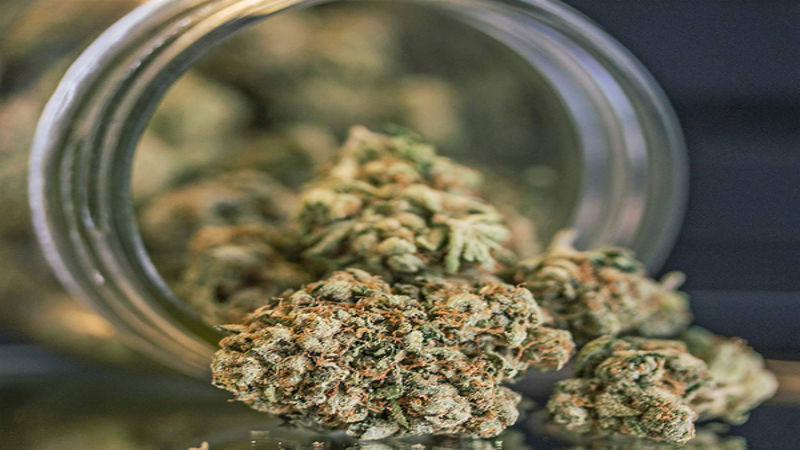 Gardening in New Jersey: What Is Required to Grow Cannabis Successfully?