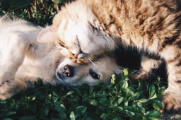 Preparing Your Puppy For A Full Happy Life With Puppy Training In Cabot AR