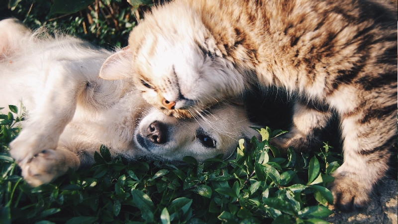 Don’t Trust Your Baby to Just Anyone! Get a Pet Sitter!