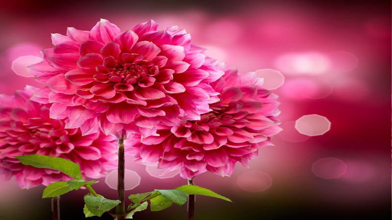 Flower Bouquets in Santa Monica Are Perfect for Any Occasion