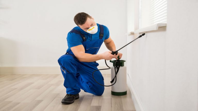 4 Things to Know about Termite Control In Sydney