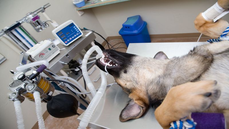 Get Your Pet a Rabies Vaccination in Austin Today