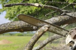 How to Find the Right Experts for Tree Trimming in Atlanta, GA