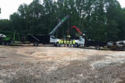 What to Expect From a Tree Surgeon in Newnan, GA