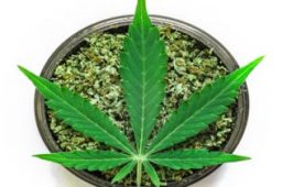 What to Know About Mind Right Cannabis