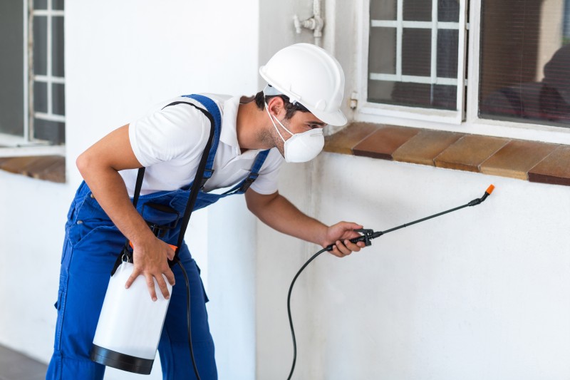 If You See Termites, Call the Termite Control in Cairns