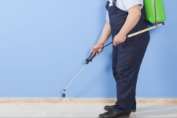 Contacting Pest Control in Peachtree City, GA, Will Solve Your Problems