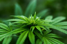 What to Know About CBD Tincture in Orlando