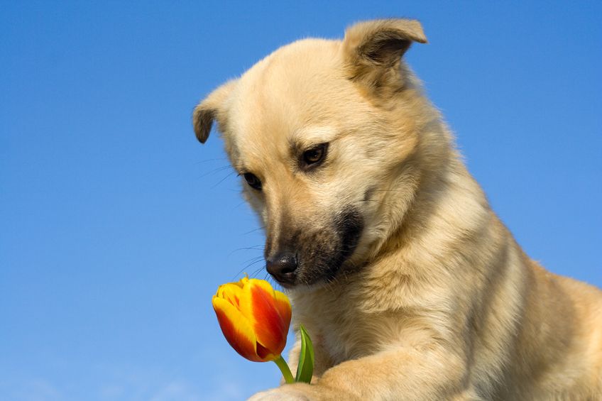 Commemorating A Special Pet: What Is Involved In A Pet Cremation In Utah?