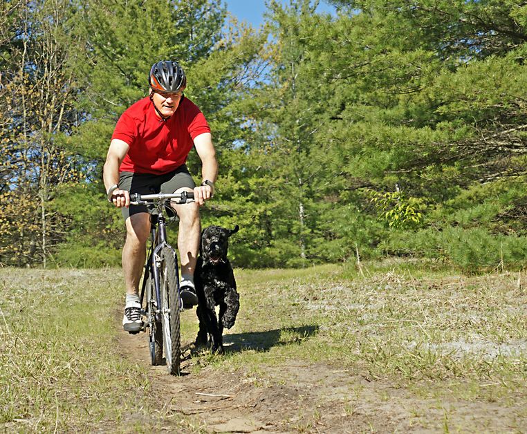 Need Help Walking Your Dog? 3 Benefits Of Dog Walking In NYC