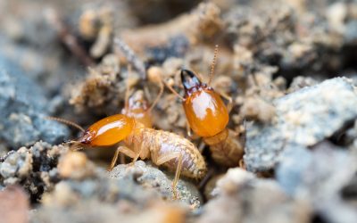 Shield Your Property from the Devastating Effects of Termites with Advanced Termite Control in NJ