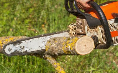 Tree and Stump Removal in Senoia GA: Safe, Efficient Service
