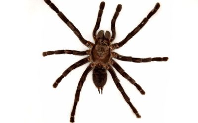 Not Just Scary but Risky: The Truth About Spiders and Why Spider Pest Control in Sydney, Is a Must for Every Property
