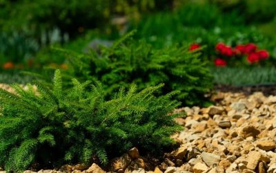 Transform Your Yard with Local Landscaping Companies In Woodbury, MN