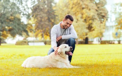 NYC Dog Walking Made Easy: Find Safe And Reliable Walking Options For Your Pup