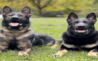 Protection Dog For Sale: Unleash Unmatched Safety for Your Home