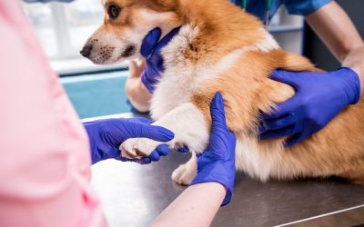 Dog Leash Training for Arizona’s Hot Climate: Tips for Success