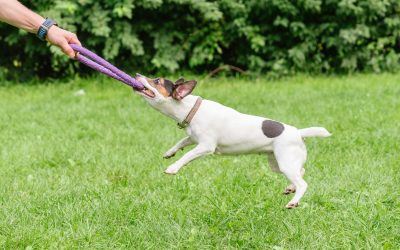 Transform Your Pet’s Behavior with Dog Obedience Training Las Vegas NV Pet Owners Recommend