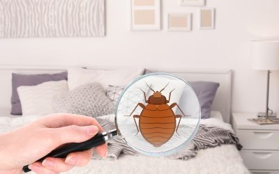 Say Goodbye to Infestations With Reliable Bed Bugs Treatment Macquarie Solutions