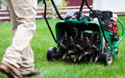 Achieve a Lush Lawn With Expert Lawn Treatment in Olive Branch, MS, Advice